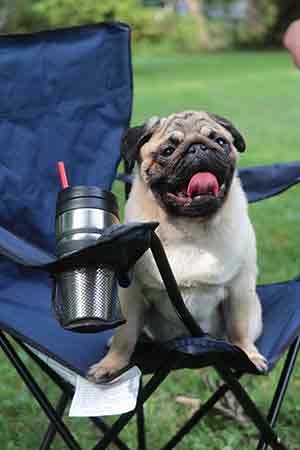 About the Pug